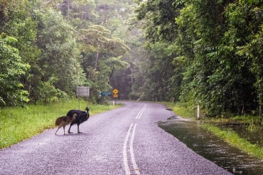 Two turkeys crossing the road