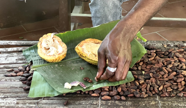 Cocoa beans