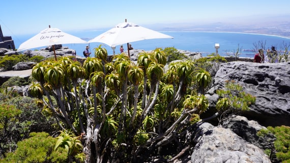 Umbrellas set up on Table Mountain