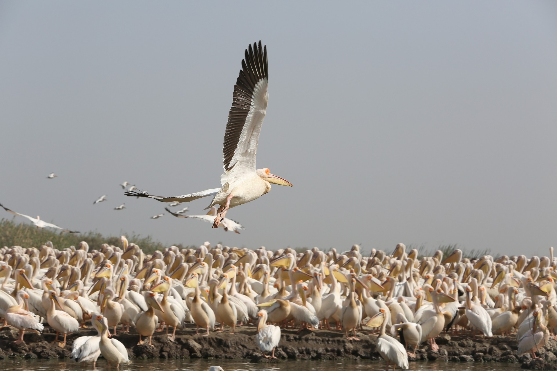 A Pelican flying over the ocean in Djoudj national park, reserve Senegal, Africa. 