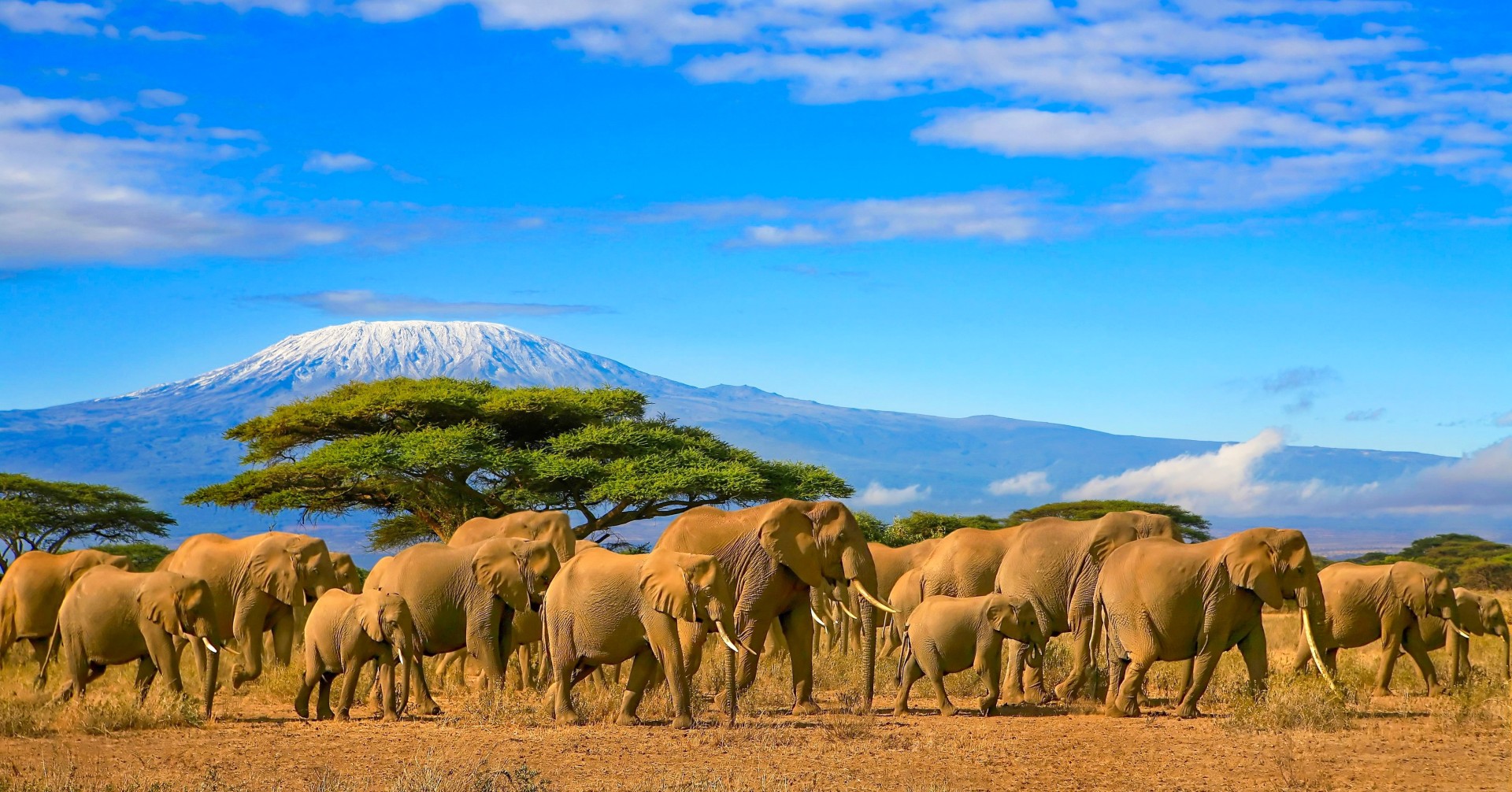 Herd of african elephants taken on a safari trip to Kenya with a snow capped Kilimanjaro mountain in Tanzania in the background, under a cloudy blue skies. 