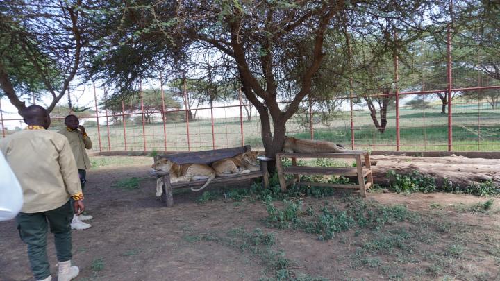  men standing around two leopards relaxing in a bench under a tree