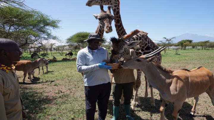 A man feeding 3 giraffes from a bowl