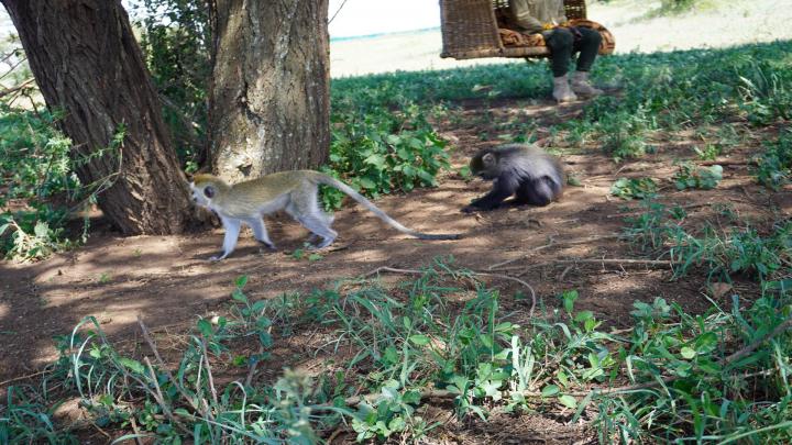 Two monkeys on the ground under a tree