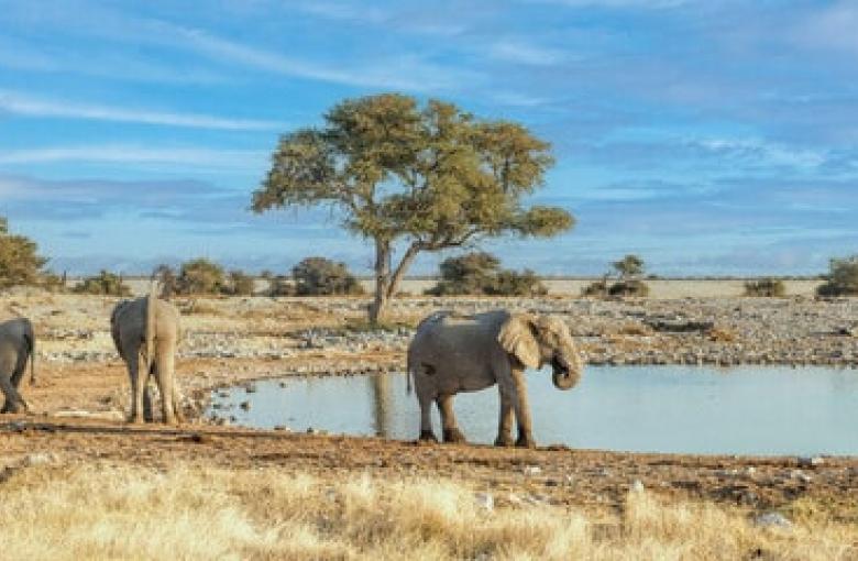 Elephant in Savannah