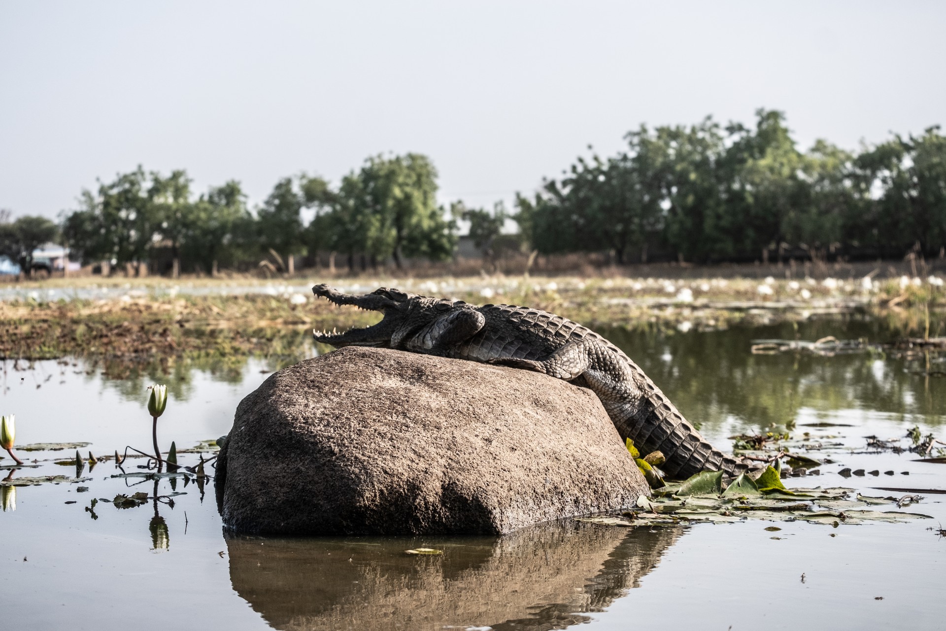 A picture of a crocodile on a rock in a pond